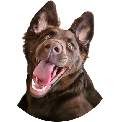 Super-Seat | Bruine hond met grote oren en heldere ogen kijkt vrolijk in de lens, witte achtergrond. | Horecameubilair