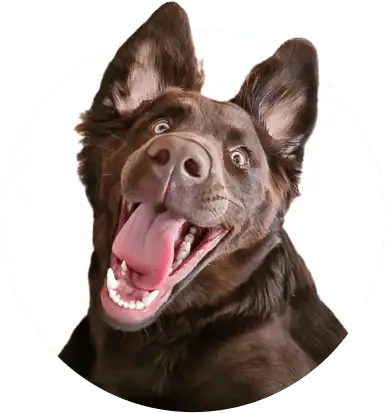 Super-Seat | Bruine hond met grote oren en heldere ogen kijkt vrolijk in de lens, witte achtergrond. | Horecameubilair